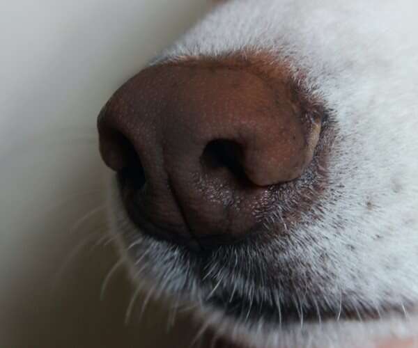 Dogs May Sniff Out Coronavirus Carriers
