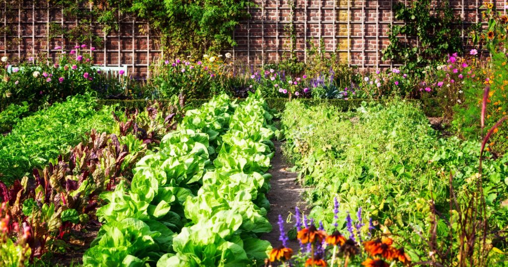 Vegetable gardens for beginners: 6 steps to get started