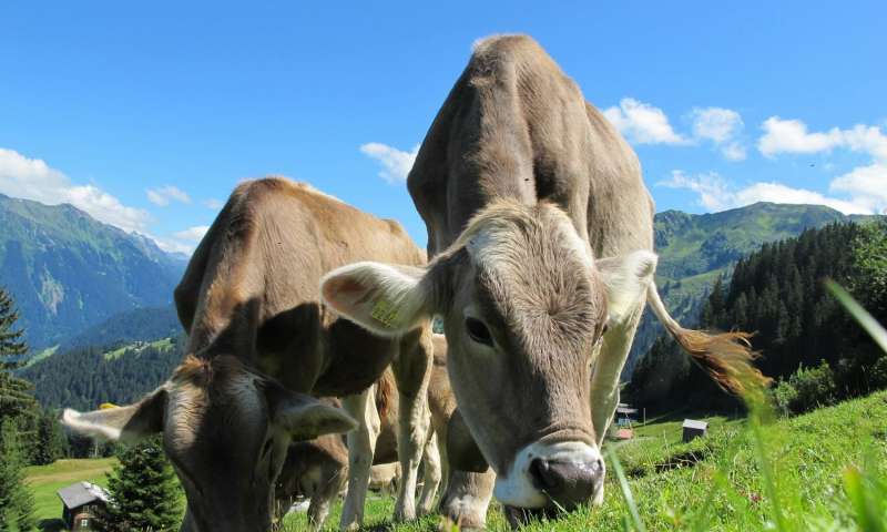 Study traces spread of early dairy farming across Western Europe