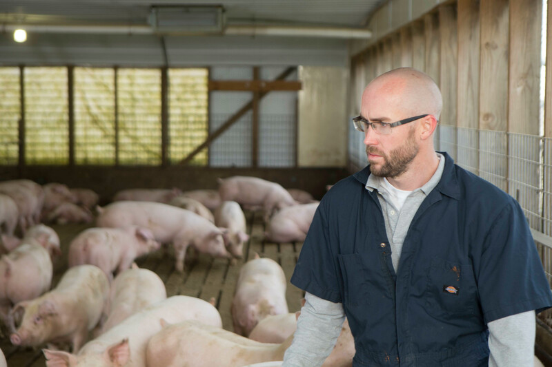 Pig Farmers Exhaust All Options to Avoid Unprecedented Decisions