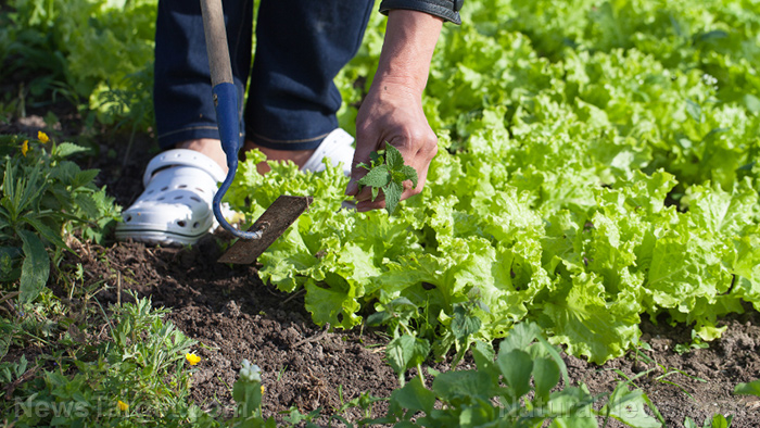 Fast-growing vegetables to plant in your home garden during the coronavirus pandemic