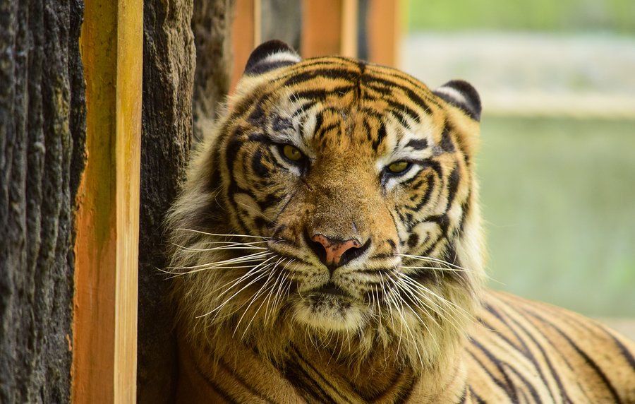 42 Animals Rescued From ‘Tiger King’ Zoo In Oklahoma Now At Sanctuary In Colorado