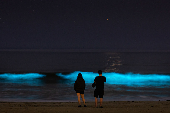 Neon blue waves light up California’s recently opened beaches