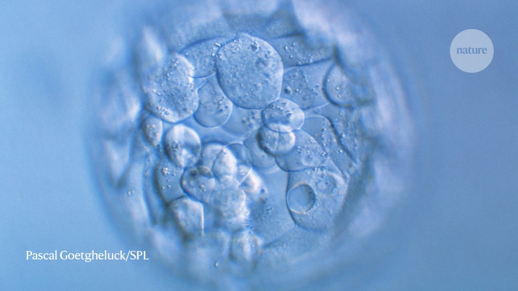 CRISPR gene editing in human embryos wreaks chromosomal mayhem