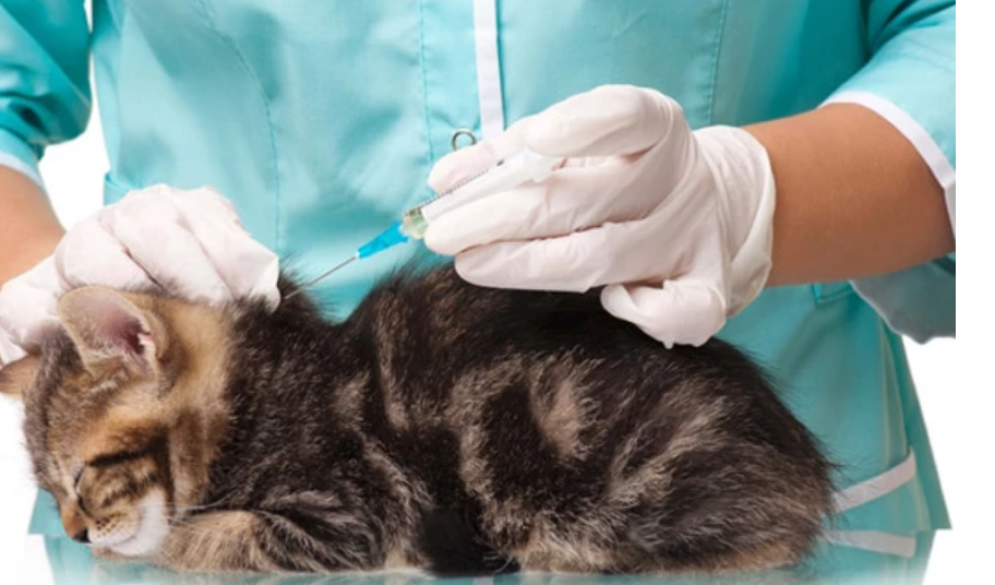Cat Injected with Coronavirus