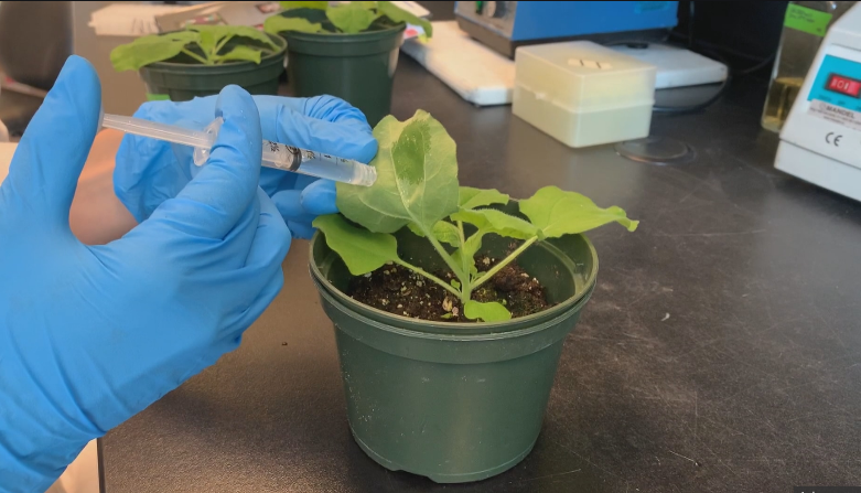 U of O Scientist Seeking Edible Vaccine for COVID-19 Hopes to Put Them in Veggies that People Would Eat