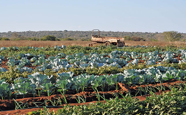 cabbage-crop