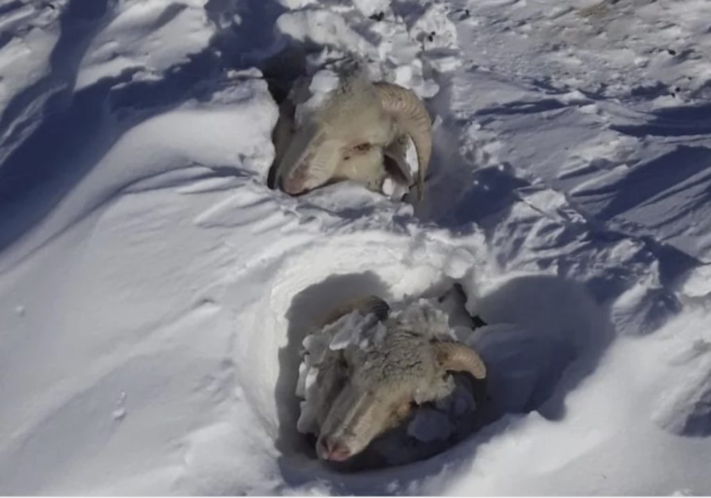There’s so Much Snow in Patagonia Right Now That Cattle, Horses and Sheep Are Buried Alive in Argentina