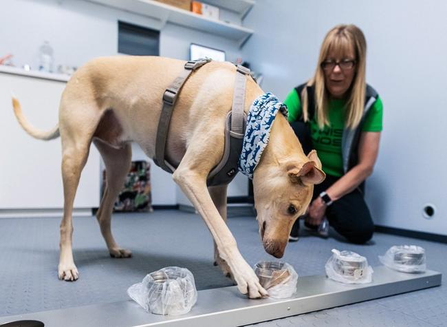 Coronavirus-Sniffing Dogs Used At Helsinki Airport To Detect Infected Travelers