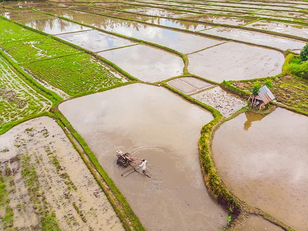 Potential food crisis looms large over China as floods, torrential rains ruin rice crops