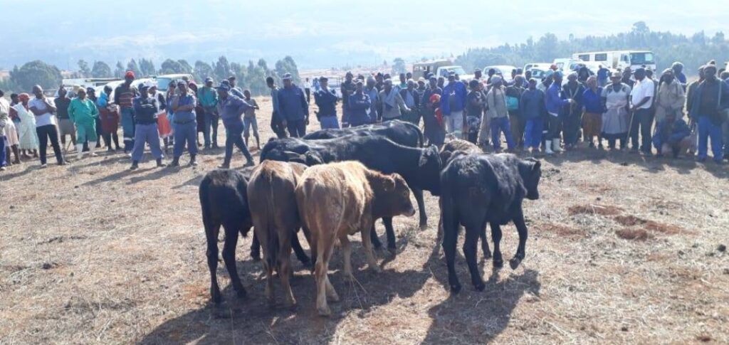 Stock theft investigation by SAPS. The corrupt South African police are working together with the farm attackers. Photo: SAPS