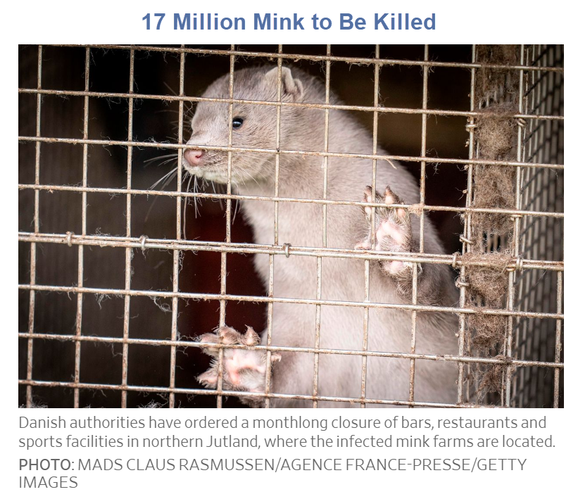 Denmark to Kill 17 Million Mink After Covid Mutation Found