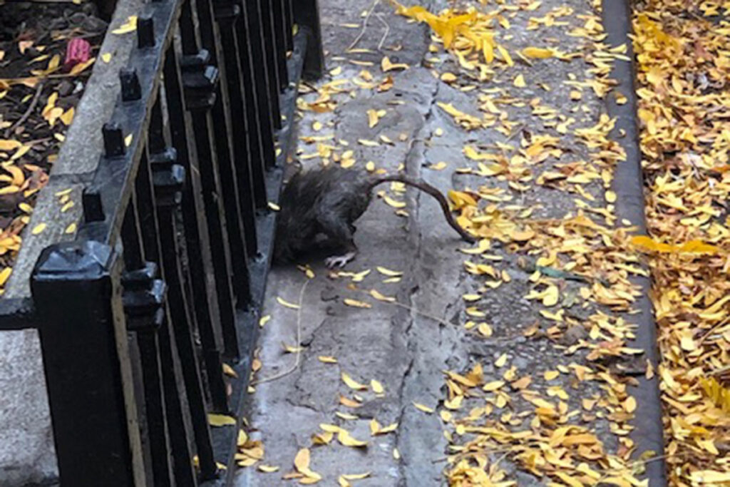 Giant New York rats overtaking Central Park and the UWS