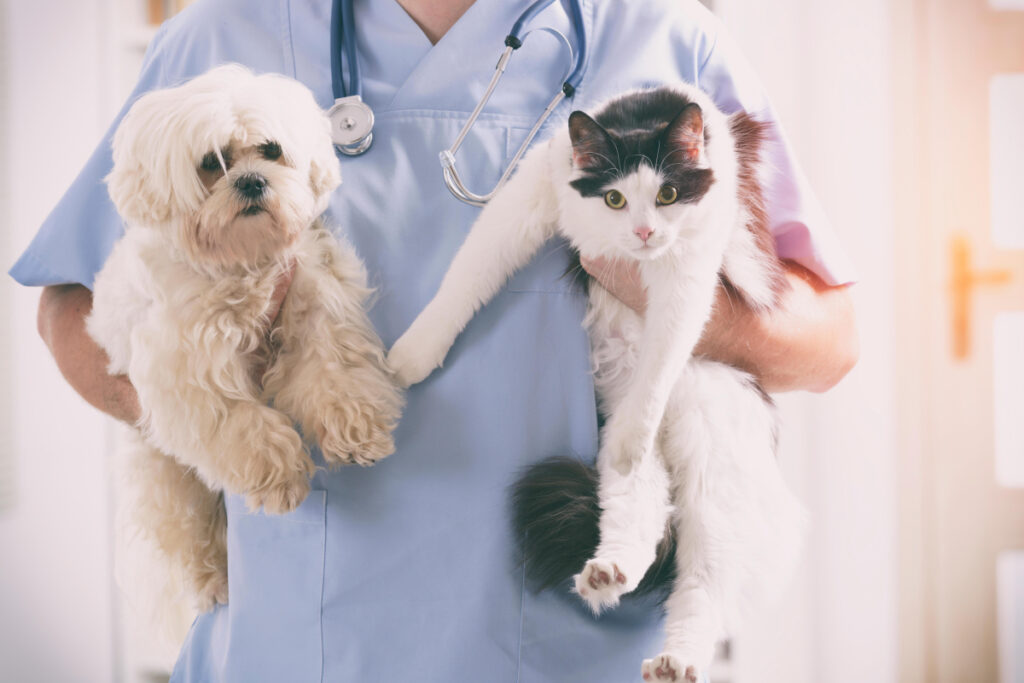 SHOT IN THE BARK Cats and dogs may need to get Covid vaccine to stop spread of virus, scientists say
