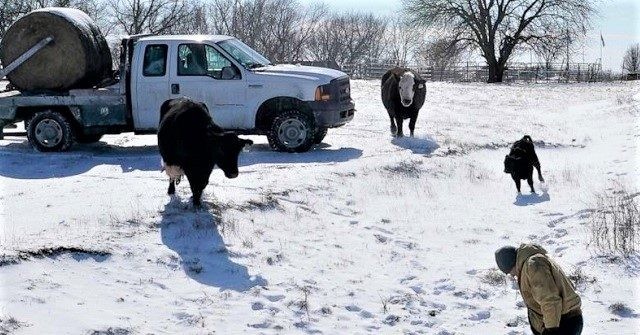 Texas Livestock Industry Reeling Amid Frigid Winter Storm