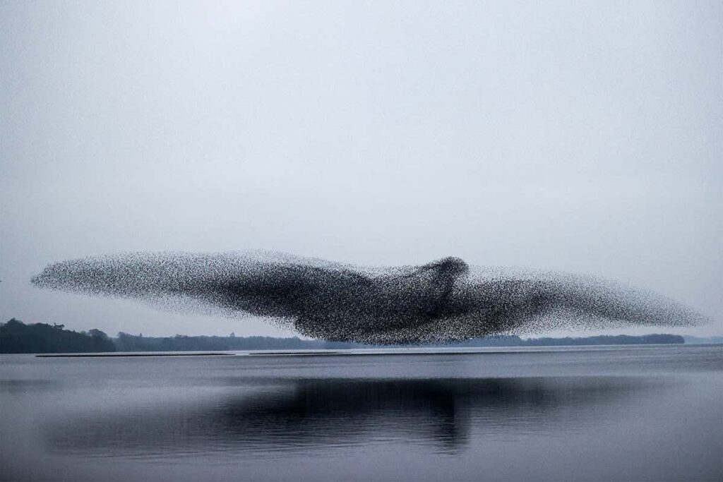 Thousands of starlings fly together to make an enormous bird