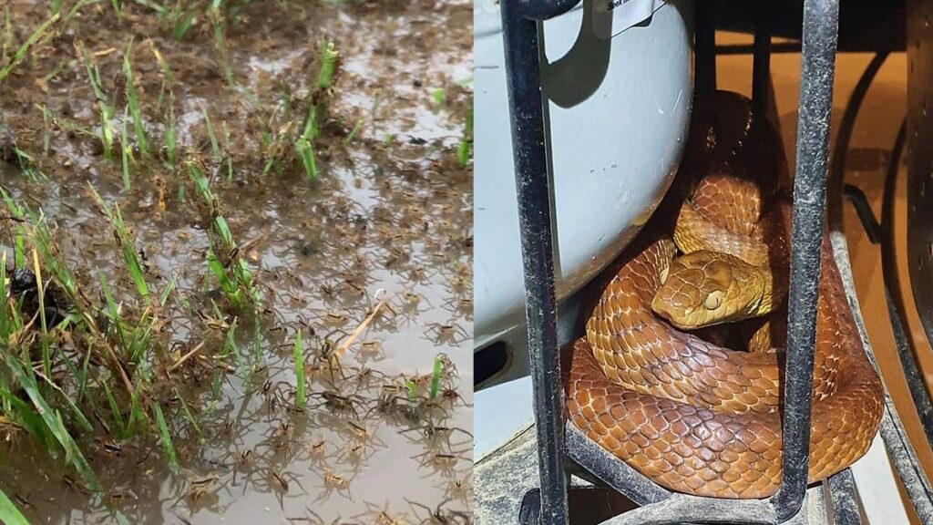 ‘Horrific’ Swarms of Spiders, Snakes Invade Australian Homes Amid Devastating Floods