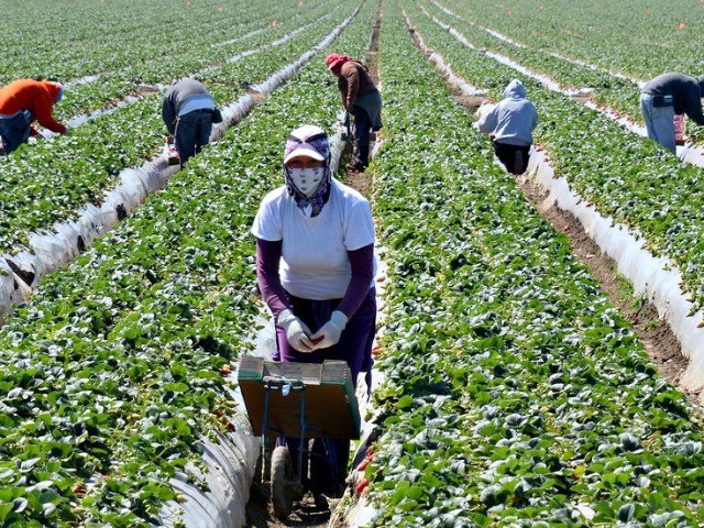 Fact Check: GOP Lawmaker Falsely Claims Farmworker Amnesty ‘Is Not Amnesty’