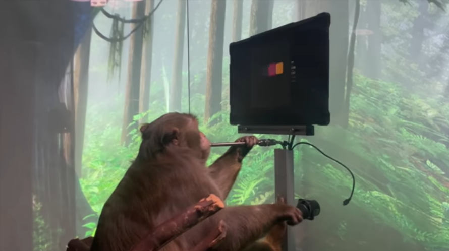 Watch a monkey equipped with Elon Musk’s Neuralink device play Pong with its brain