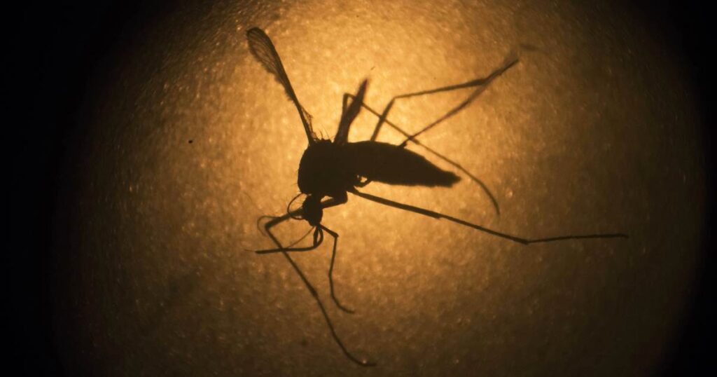 Genetically modified mosquitoes to be released in Florida after years of planning