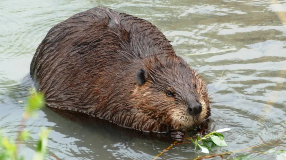Hundreds lose internet service in northern B.C. after beaver chews through cable Social Sharing