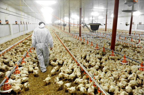 Third Largest US Chicken Producer Runs Out Of Chicken Wings