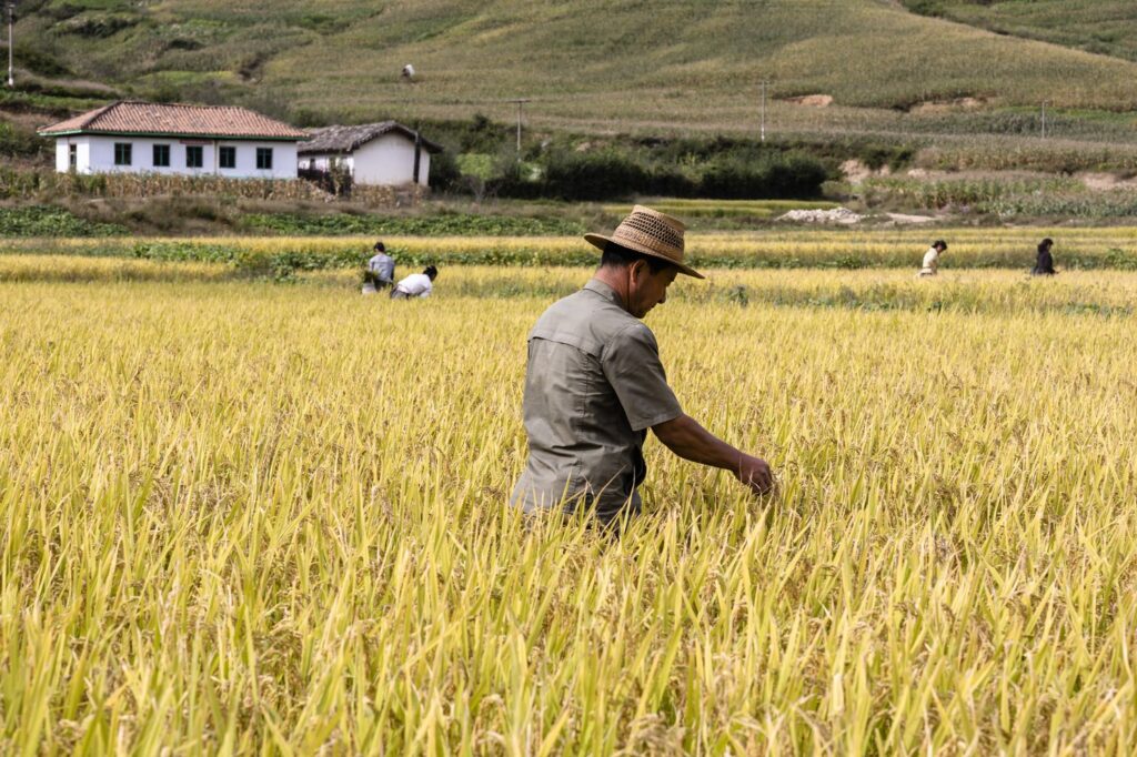 North Korea Orders Farmers to Collect Urine for Fertilizer Amid Shortage