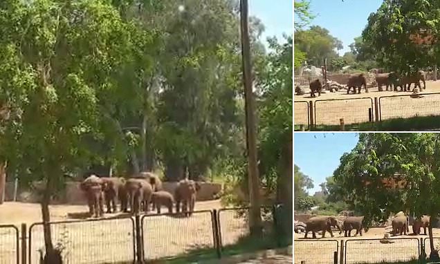 Amazing moment herd of elephants at Israeli zoo huddled together to shield calf from Hamas rockets