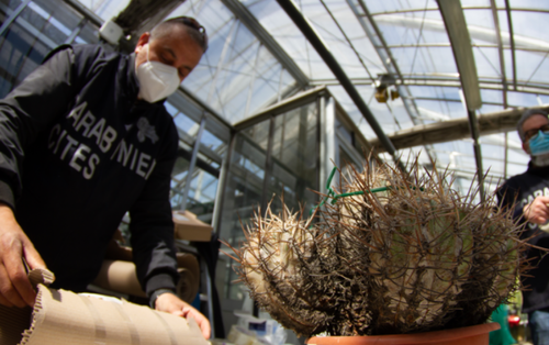 Cactus If You Can: Traffickers Are Cleaning Out Deserts Of Rare Succulents