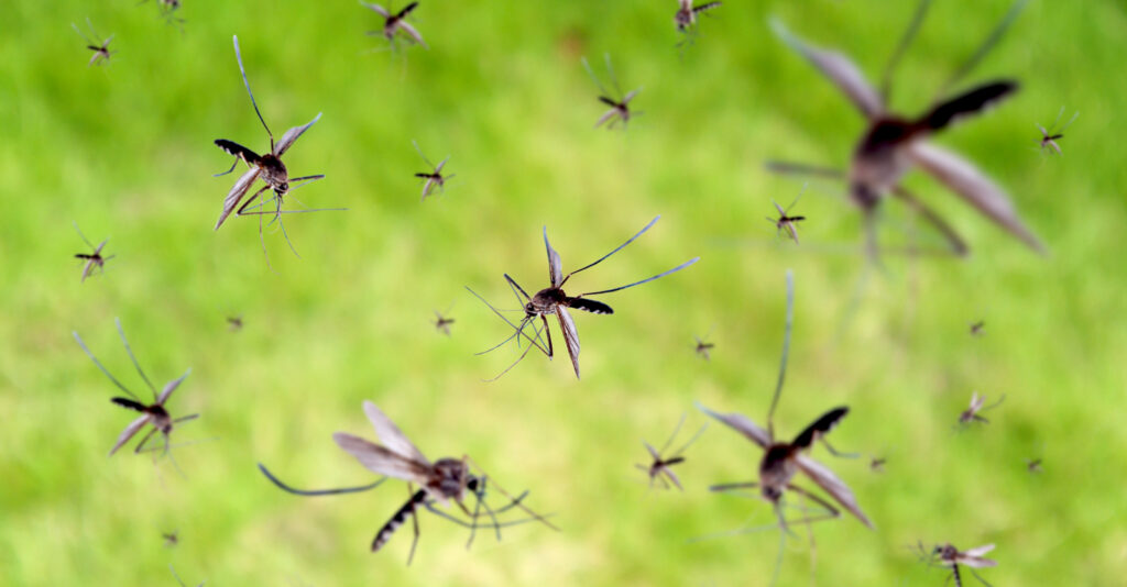 ‘Dark Moment in History’ as GMO Mosquitoes Released in Florida