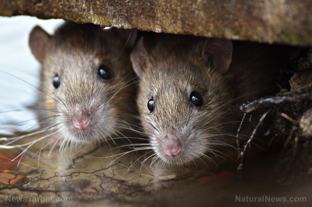 Australia gripped by rat plague of biblical proportions