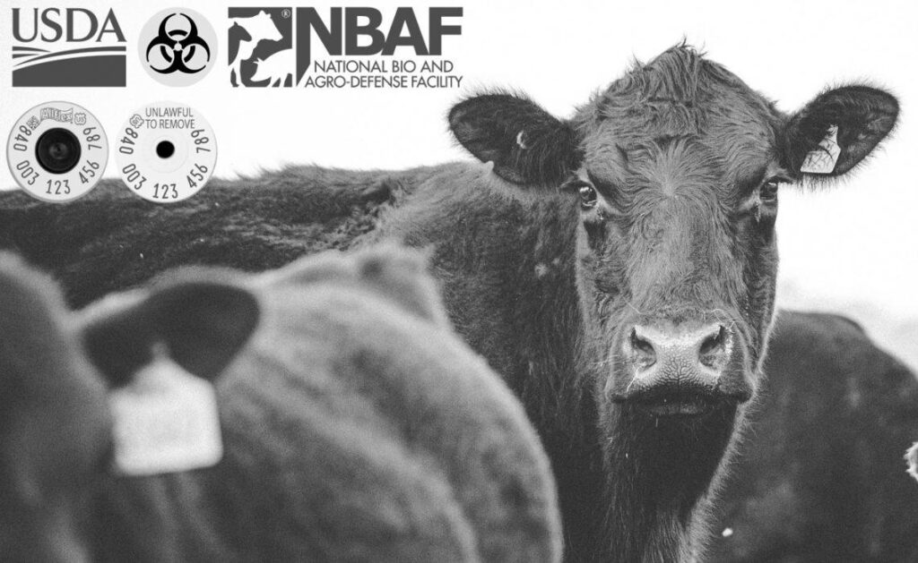USDA Hitting Food Supply Chain With Cattle Surveillance & A Level-4 Animal Disease Laboratory