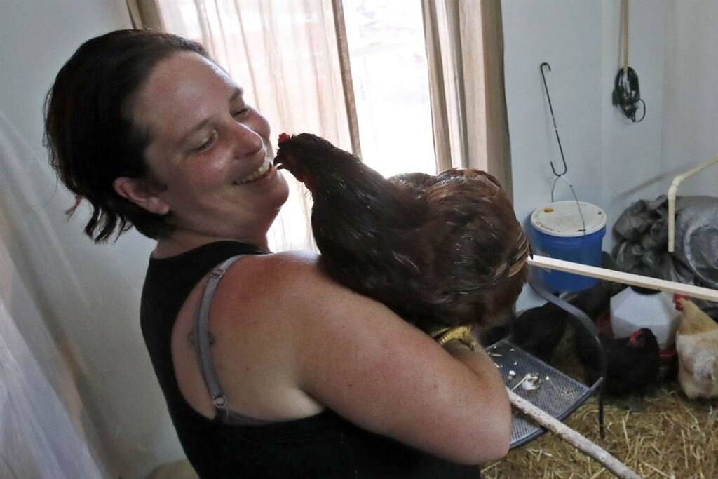 CDC Warns America: In the Name of Public Health, Stop Kissing Your Chickens