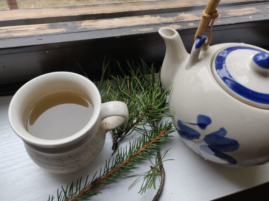 PINE TEA: Possible Antidote for Spike Protein Transmission