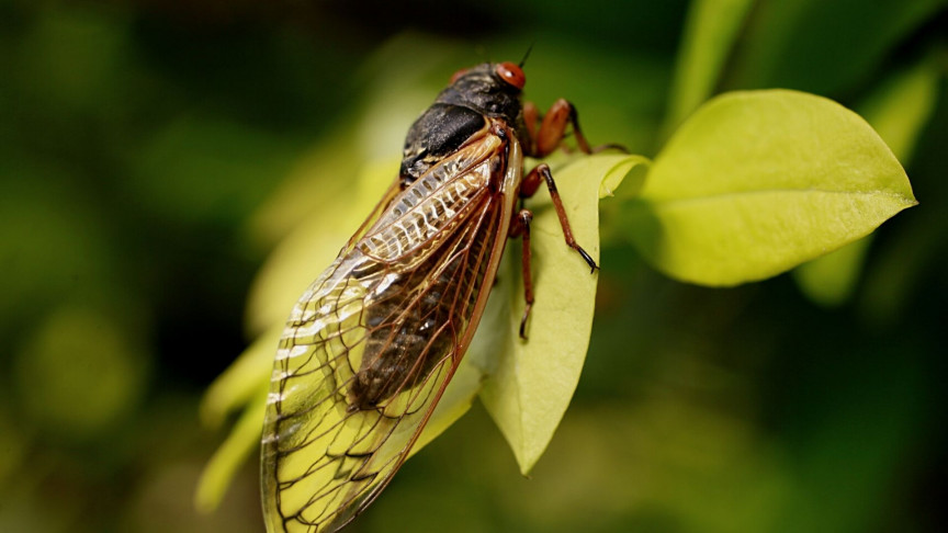 Trillions of Cicadas to Emerge From Underground After 17 Years
