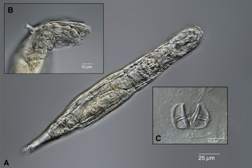 Frozen ‘zombie’ worms brought back to life after 24,000 years