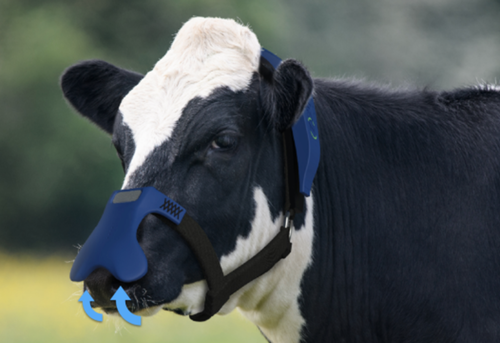 Cargill Taps Startup Producing Smart Cow Masks To Trap Methane Burps