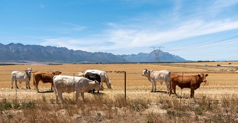 Small towns are collapsing across South Africa. How it’s starting to affect farming