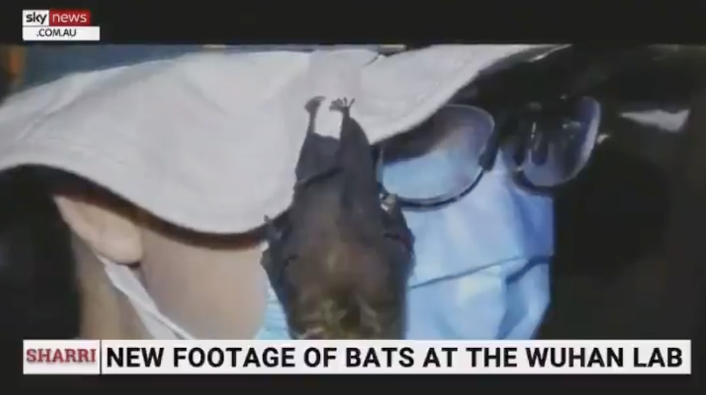 WATCH: Footage Reveals Live Bats In Wuhan Lab Despite Denials.