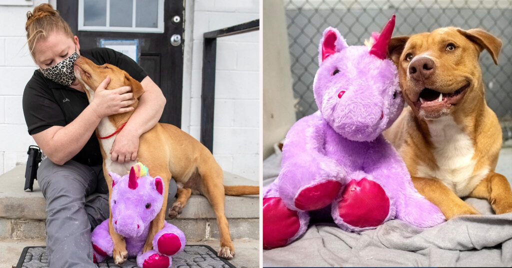Stray Dog ‘Steals’ Same Stuffed Unicorn 5 Times, so Animal Control Officer Buys It for Him
