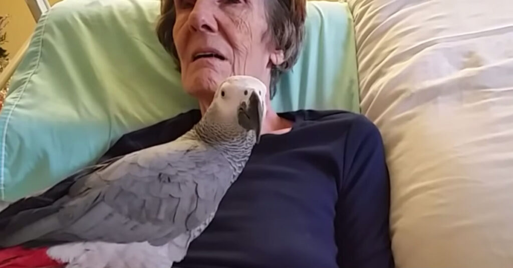 Dying Woman Says Goodbye To Her Pet Parrot, But It’s The Bird’s Response That Gave Me Chills