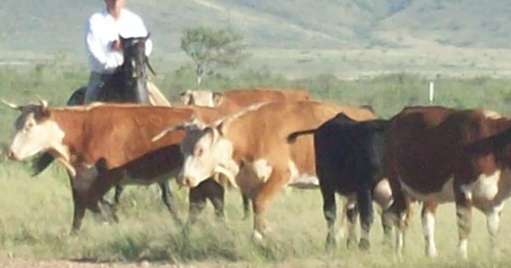 Money Laundering, Mafia and Drug Cartel Accusations in Arizona’s Cattle Theft Scandal
