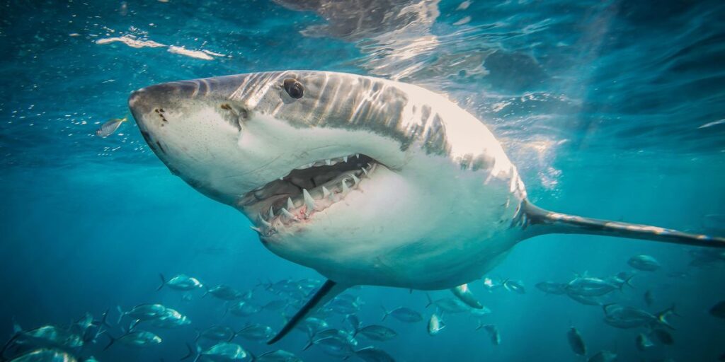 Shark 'advocates' demand rebranding shark attacks as 'shark interactions'