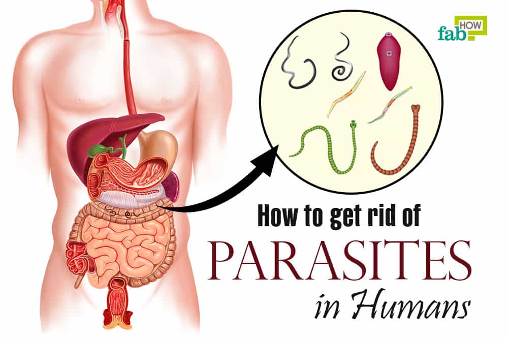 How to Get Rid of Worms in Humans: 6 Simple Home Remedies