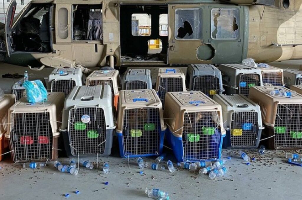 US Contract Working Dogs Abandoned at Kabul Airport After Last Plane Left