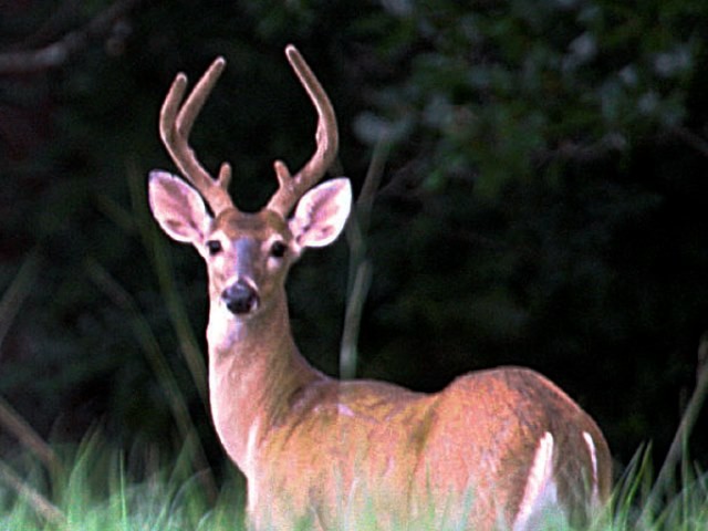 China’s Latest Fearmongering: American Deer May Spread Coronavirus