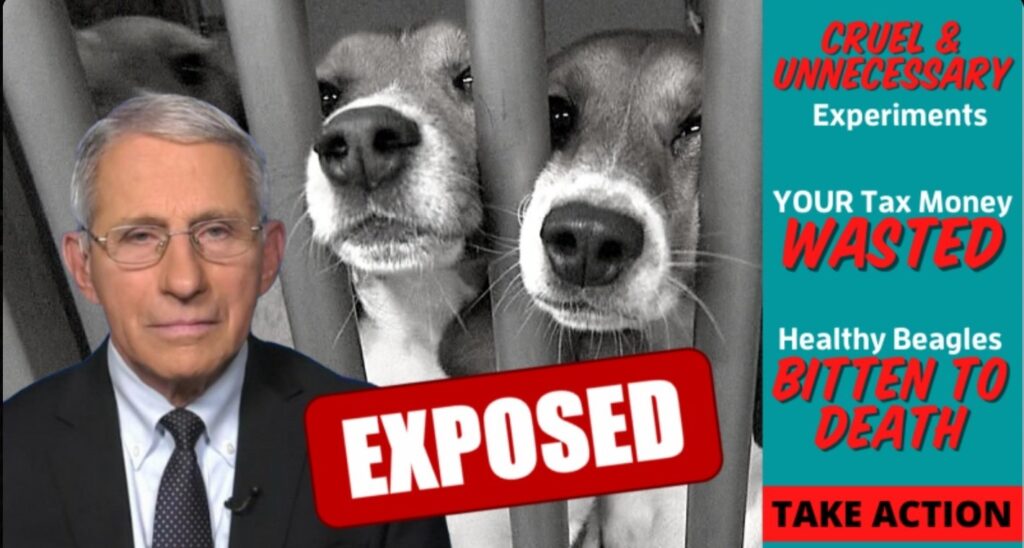 Despicable: FOIA Reveals Fauci & NIAID Spent Over $400K Infecting Dogs with Painful and Deadly Parasites in UNNECESSARY Experiments