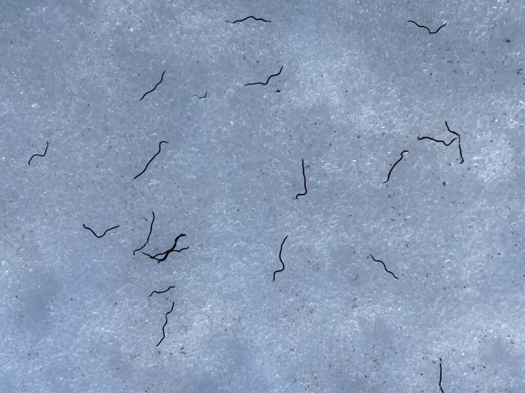 'It's happening': Ice worms emerge in Pacific Northwest glaciers
