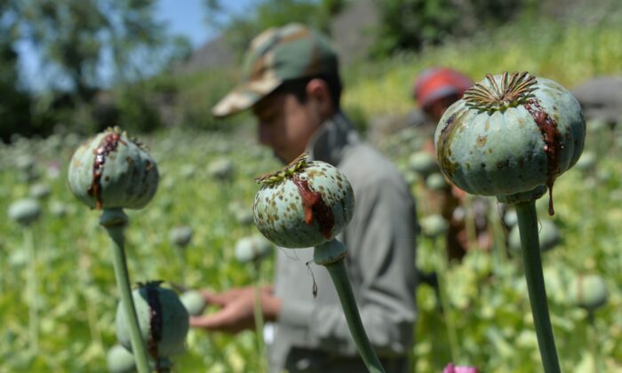 Amid Sanctions, Taliban Expected to Double Down on Drug Trafficking