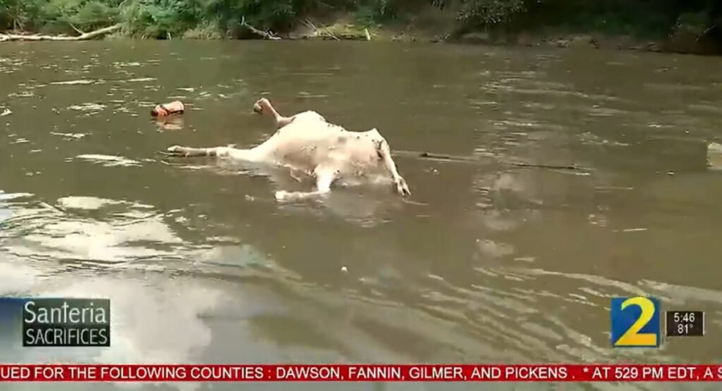 ‘Hundreds’ Of Headless Goat Carcasses Reportedly Dumped Into Georgia River, Investigators Suspect Satanic Santeria Rituals